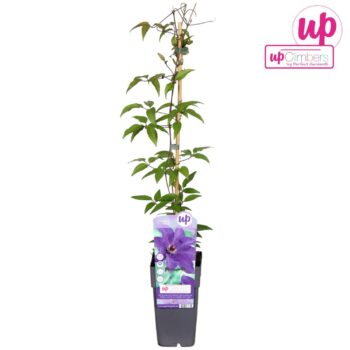 Clematis The President