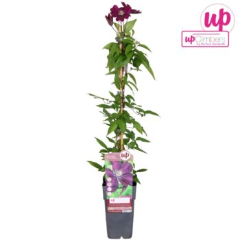 Clematis Rouge Cardinal