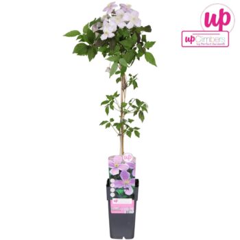 Clematis montana var. rubens