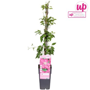 Clematis Ville de Lyon