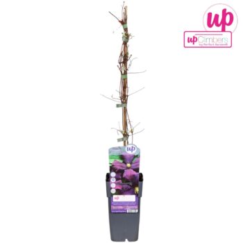 Clematis Viticella 'Etoile Violette'