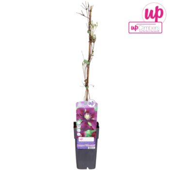 Clematis Warszawska Nike