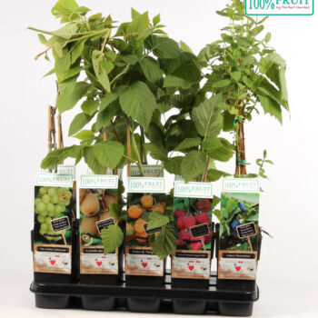 Fruit mix tray exclusief P15