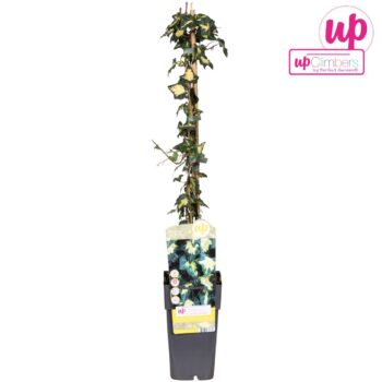 Hedera helix Goldheart