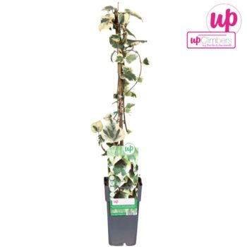 Hedera colchica Dentata Variegata