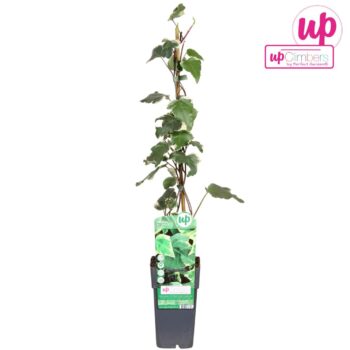 Hedera algeriensis Gloire de Marengo