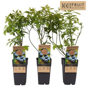 Vaccinium corymbosum Bluecrop P15