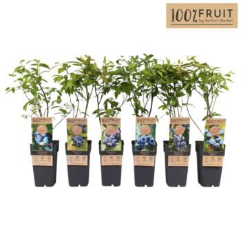 Vaccinium corymbosum mix laag P15