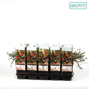 Vaccinium macr. Early Black P15