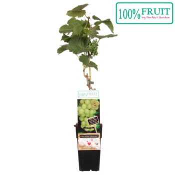 Vitis Lakemount (geënt) P15