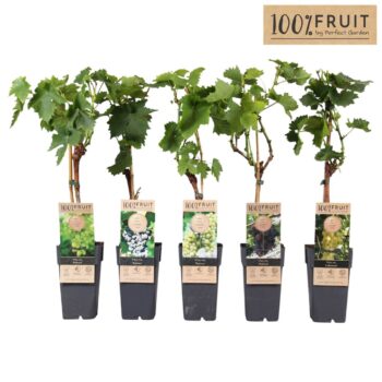 Vitis mix tray geent P15