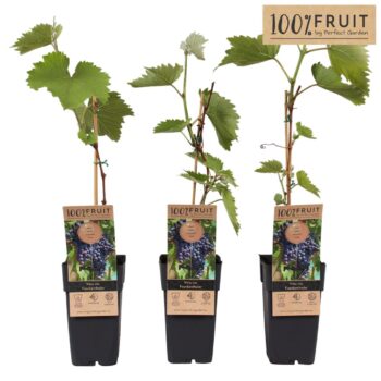 Vitis Frankenthaler P15