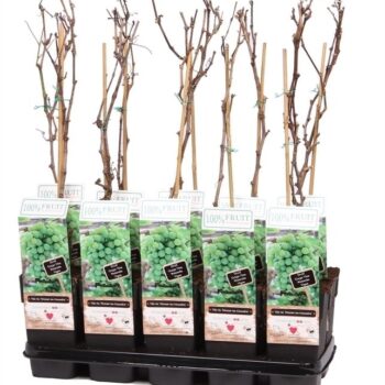 Vitis Muscat of Alexandria P15