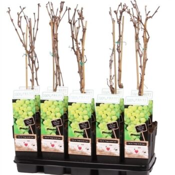 Vitis Vroege van der Laan P15