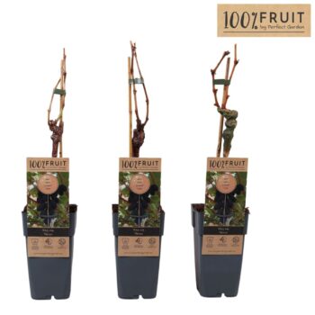 Vitis Venus (geënt) P15