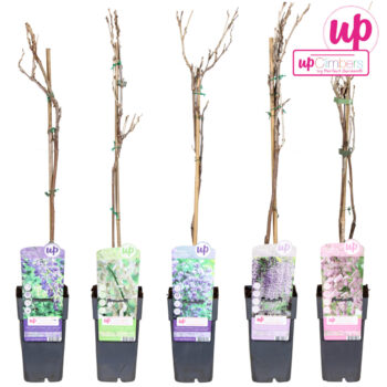 Wisteria mix laag P15