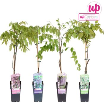 Wisteria mix tray P15