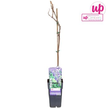 Wisteria sinensis Prolific P15