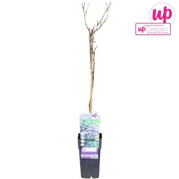 Wisteria floribunda Black Dragon P15