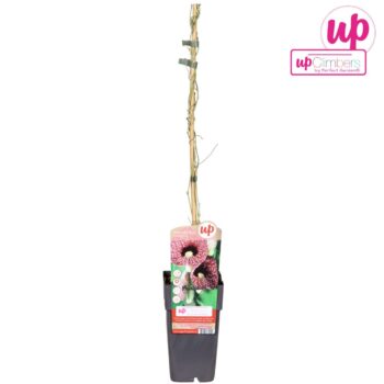 Aristolochia macrophylla P15