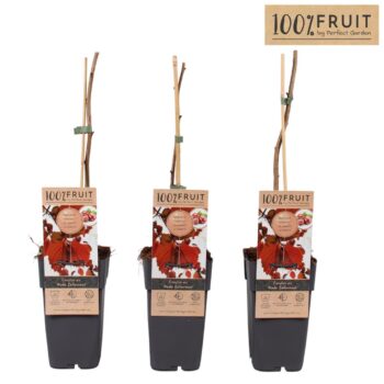 Corylus Rode Zellernoot