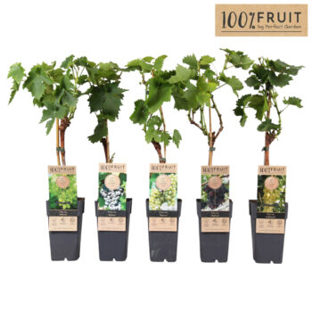 Vitis mix laag geent P15