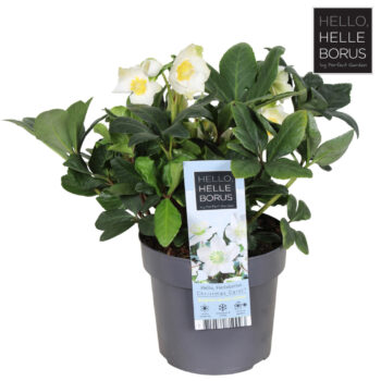 Helleborus niger 'Christmas Carol' P17
