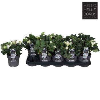 Helleborus niger 'Christmas Carol' P12 (M)