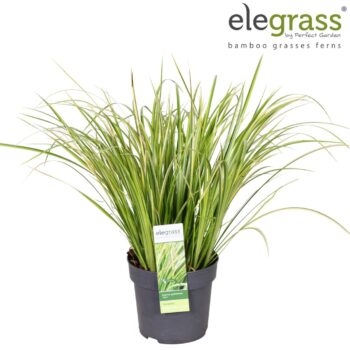 Acorus gramineus 'Ogon' P14