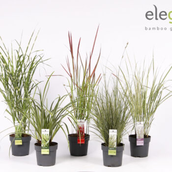 Grassen mix laag - Elegrass Hardy and Evergreen P14