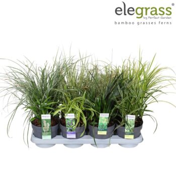 Grass mix tray