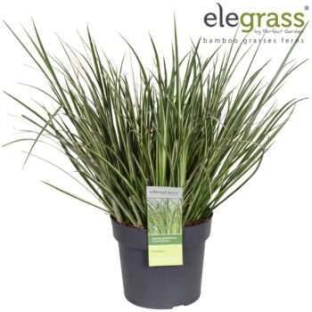 Acorus gramineus Argenteostriatus P19