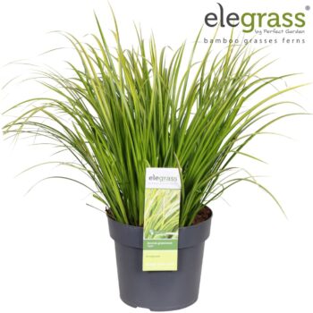 Acorus gramineus Ogon P19