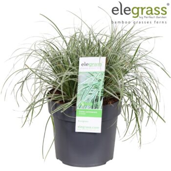 Carex oshimensis 'Everest' P19