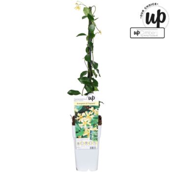 Trachelospermum Star of Toscana P15