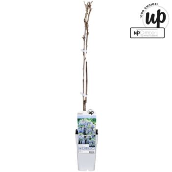 Wisteria macrostachya Blue Moon P15