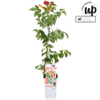 Campsis Summer Jazz Fire Trumpet P15