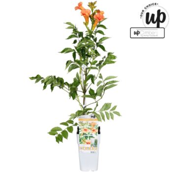 Campsis Indian Summer P15