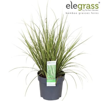 Carex brunnea Variegata P14