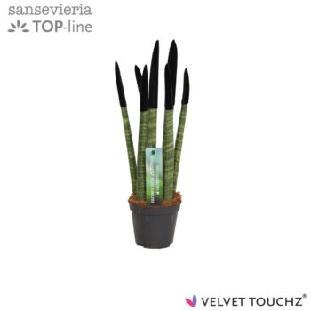 Sansevieria Velvet Black