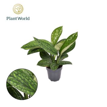 Epipremnum Marble Planet