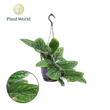 Epipremnum Marble Planet