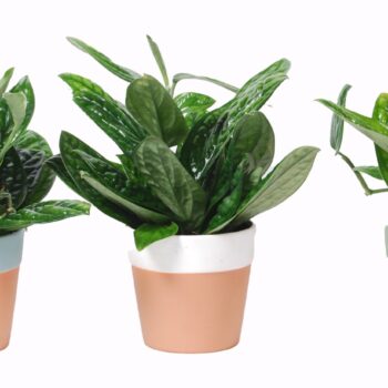 Epipremnum 'Marble Planet' in keramiek Romy