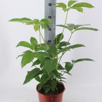 Schefflera Amate