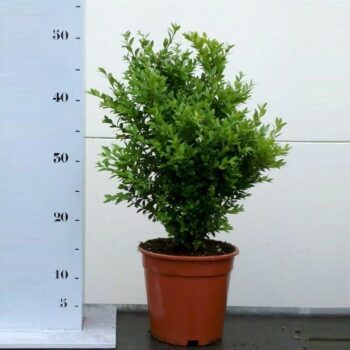 Buxus sempervirens
