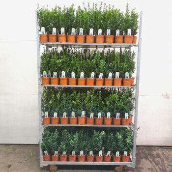 Buxus sempervirens