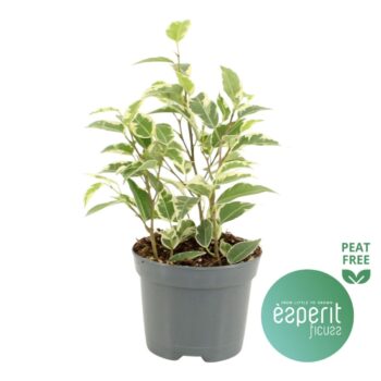 Ficus Petite Samantha