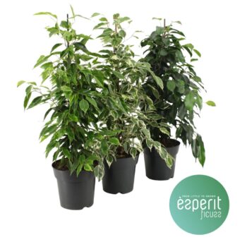 Ficus benjamina Royal Mix 2-3 srt.