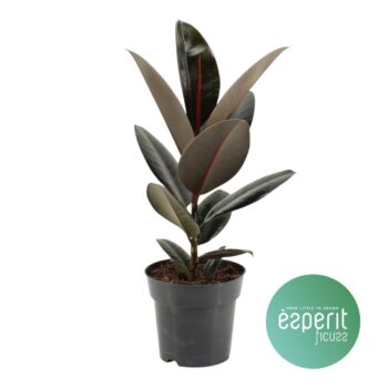 Ficus elastica Abidjan