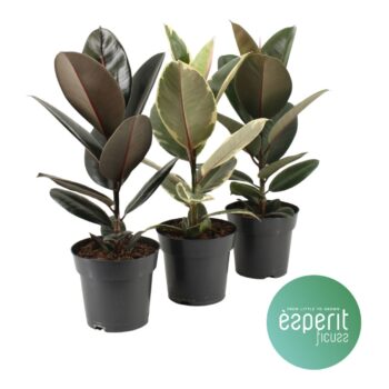 Ficus elastica Mix 2-3 srt.